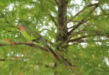 Alexandra’s Parrot (Polytelis alexandrae) Alexandra's Parrot is also known as Princess Parrot, Spinifex Parrot, Rose-throated Parakeet, Queen Alexandra parrot, Alexandra's parakeet, and Princess of Wales parakeet.