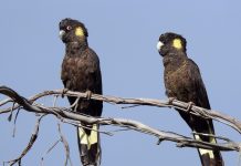 White-tailed Black-Cockatoo