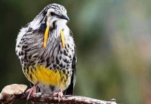 Yellow Wattlebird – The World’s Largest Honeyeater