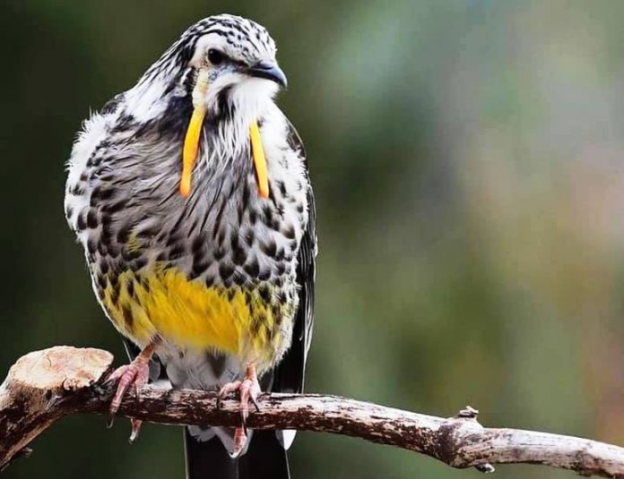 The size of Yellow Wattlebird male is about 480 mm in length, and female is about 440 mm; with a very long tapered tails.
