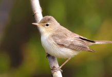 Olivaceous Warbler (Hippolais pallid) The size of the Olivaceous warbler is about 12–13.5 cm in length.