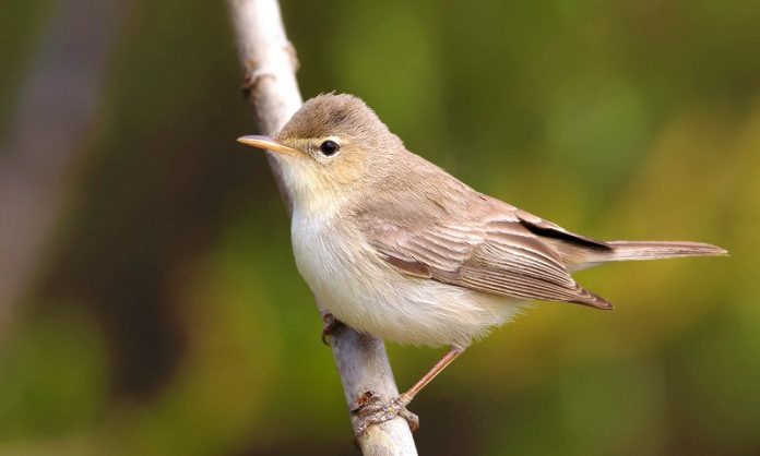 The size of the Olivaceous warbler is about 12–13.5 cm in length.