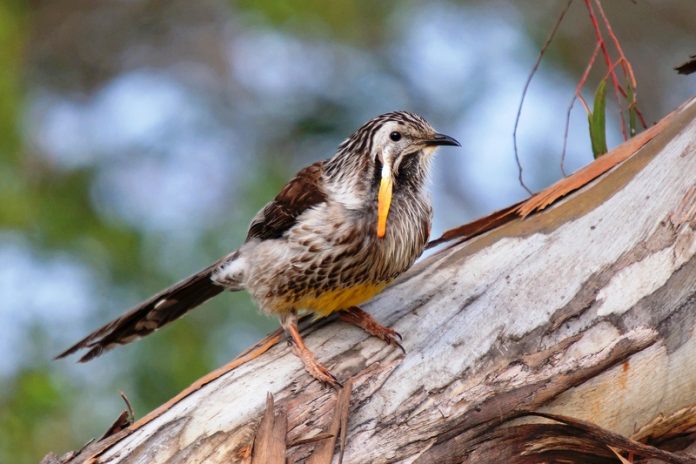 Yellow Wattlebird endemic to Tasmania and King Island are birds of tall mature eucalypt forest, but they do range out into woodland heath, gardens and orchards to feed.