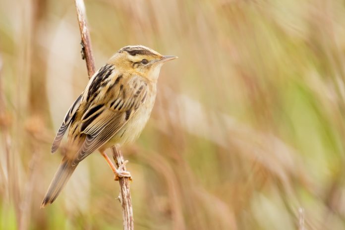 Aquatic Warbler is medium size bird about 12.5 cm in length. It is skulking waterside warbler.