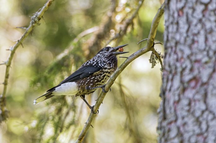 The size of the Spotted Nutcracker (Nucifraga caryocatactes), Eurasian Nutcracker is about 32 cm in length.