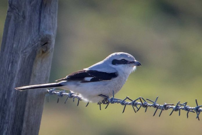 The size of the great grey shrike is about 24-25 cm in length. It is one of largest and most widespread shrike of European region.