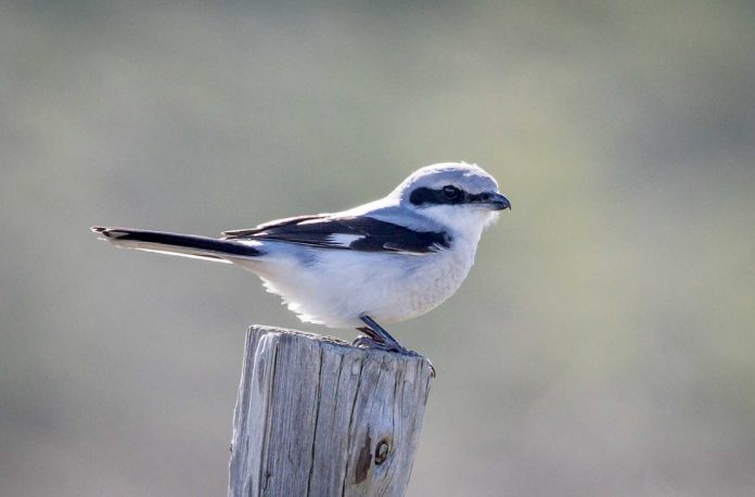 Great Gray Shrike is common in the south but rather uncommon in the north.