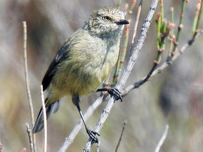 Slender-billed thornbill habitats are treeless expanses of shrub-field, whether samphire and blue-bush around salt lakes or meter-high heath on sand-plain.