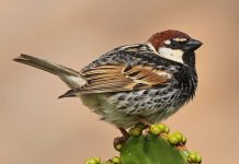 Spanish Sparrow (Passer hispaniolensis)