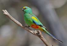 Mulga Parrot (Psephotus varius)