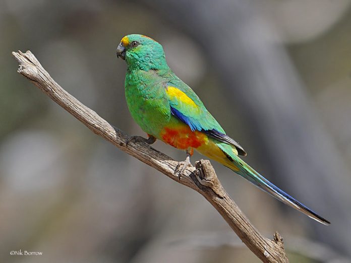 Mulga Parrot contact calls a mellow flute-like whistle repeated quickly three or four times, often in flight.