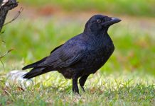 Torresian Crow Call and Facts Torresian Crow call is nasal, high-pitched cawing uk-uk-uk-uk-uk-uk or ok-ok-ok-ok-ok-ok-ok.