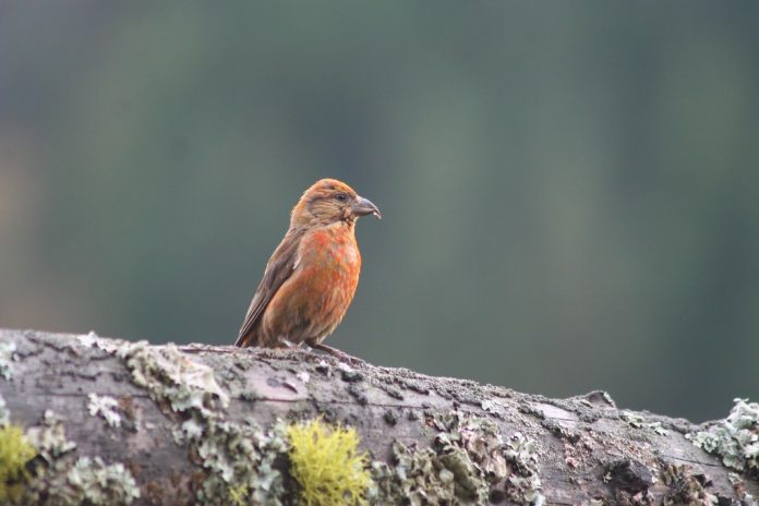 Common Crossbill song is reminiscent of that of European Greenfinch, but more varied, with trills and warbling phrases intermingled with call notes.