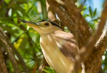 Rufous Night Heron (Nycticorax caledonicus) The nocturnal habits and chunky, cinnamon-toned form set the Rufous Night Heron apart from other Australian herons.