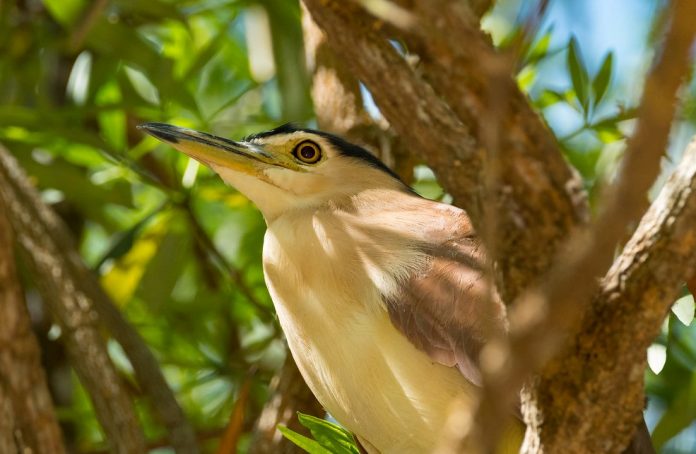 The nocturnal habits and chunky, cinnamon-toned form set the Rufous Night Heron apart from other Australian herons.
