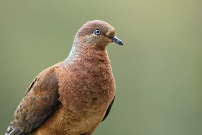 Brown Cuckoo-Dove contact call is a penetrating whoop-a-whoop-first note low, last higher and longer; similar rasping coo in bowing display; clucking coo in alarm or warning.
