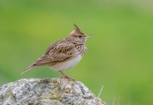 Eurasian Skylark “Alauda arvensis” Eurasian Skylark size is about 17–18 cm in length.