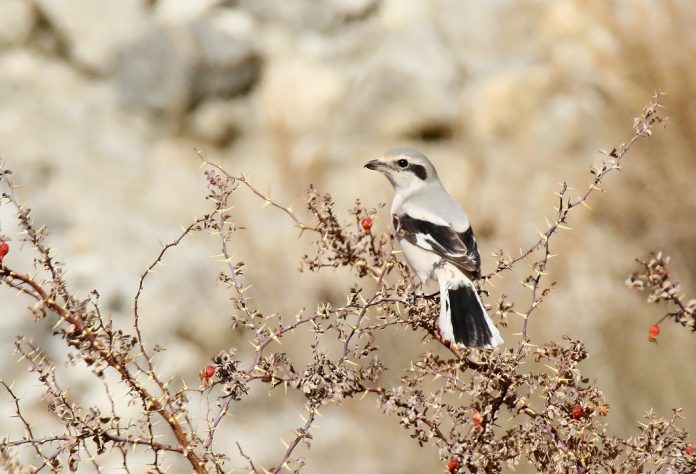 Great Gray Shrike calls include a ringing ‘shreee’ and a nasal ‘shack’, the latter often repeated in a Common Magpie-like chatter.