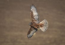 Swamp Harrier (Circus approximans)