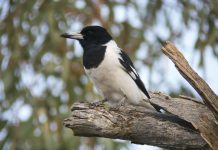 Pied Butcherbird (Cracticus nigrogularis)