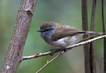 Brown Gerygone (Gerygone mouki)