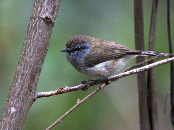 Like other Australian warblers, the Brown Gerygone builds its nest in three stages. First, it makes a hanging, solidly interwoven mass of fiber bound with cobweb,