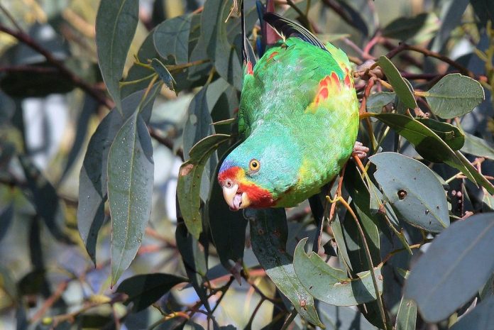 Swift Parrot is a tree-living bird and is usually seen in small parties feeding on blossoms among the topmost branches of eucalypts or flying high overhead.