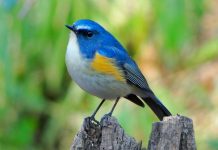 The red-flanked bluetail (Tarsiger cyanurus)