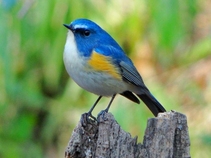 The red-flanked bluetail (Tarsiger cyanurus) size is about 13-14 cm in length and 10-12g in weight.