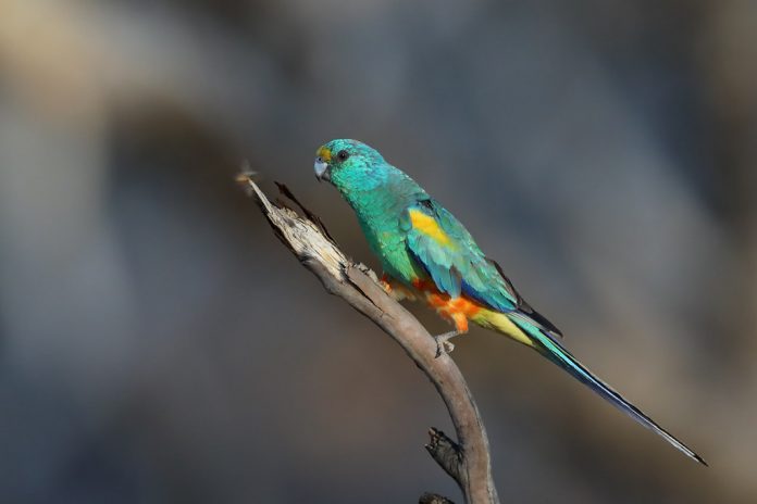 A quieter and less obtrusive, Mulga Parrots replace their close relative, the Red-rumped Parrot, in the drier mallee and mulga woods of the western and southern inland.