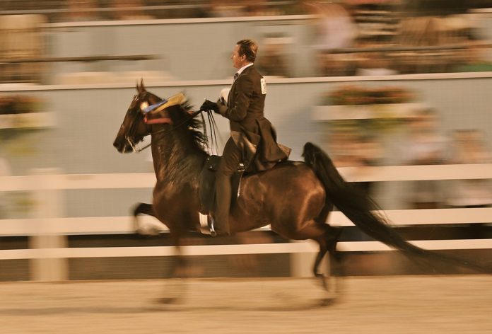Riding Horses – Five-gaited Horses