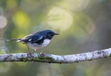 Black-throated Blue Warbler Black-throated Blue Warbler (Setophaga caerulescens) flight is fast, slightly undulating, and direct with rapid wing beats; typical warbler flight.