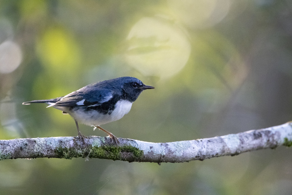 Black-throated Blue Warbler (Setophaga caerulescens) flight is fast, slightly undulating, and direct with rapid wing beats; typical warbler flight.