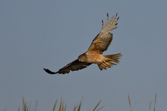 Swamp Harrier is a nomadic and migratory, Tasmanian bird wintering on the mainland.