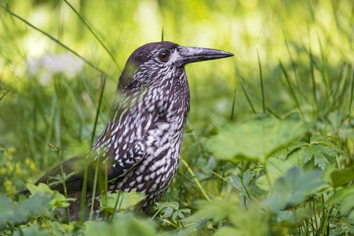 Spotted nutcracker is locally fairly common. In addition to the mapped range, has bred Denmark) Coniferous forests, particularly in hilly or mountainous regions