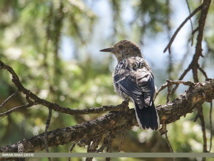 The call of the spotted nutcracker is a dry, harsh, rather prolonged ‘kraaaak’. Other calls include a prolonged purring churr of alarm.