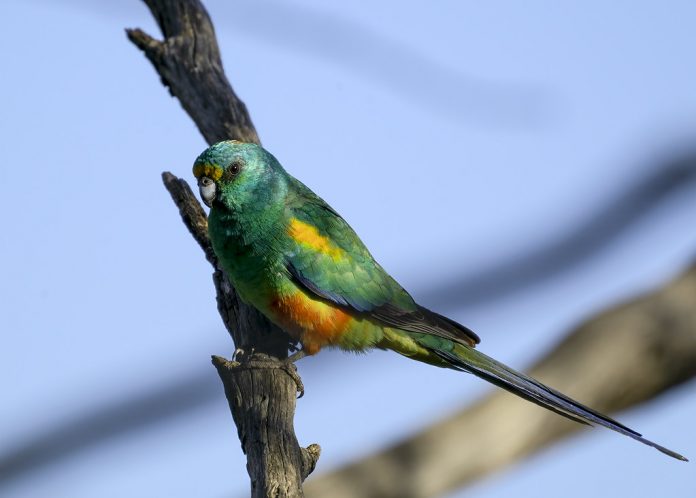 Mulga Parrots forage early in the morning and late in the afternoon, and usually drink then.