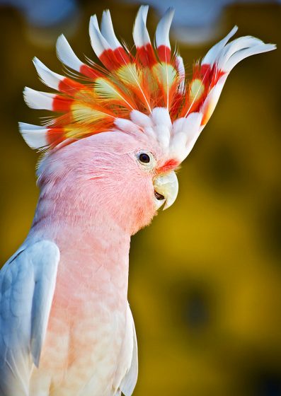 It is usually found in pairs or small groups, sometimes in the company of Galahs or Little Corellas.