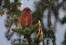 Common Crossbill (Loxia curvirostra)
