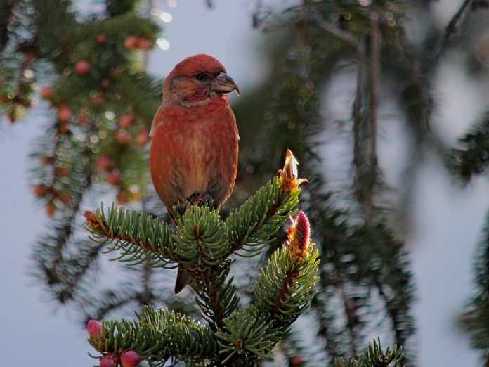 The size of Common Crossbill (Loxia curvirostra) is about 16.5 cm in length.