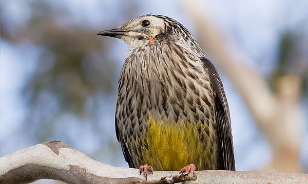 The incubation period is about 15-16 days. However, the young bird fledges in about 18-20 days.