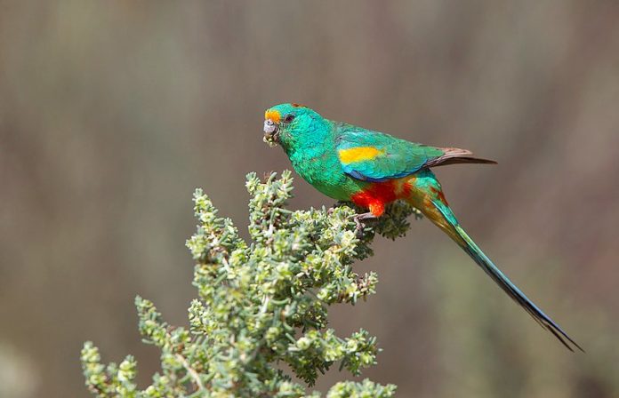 Mulga Parrot is widespread in the lightly timbered countries in western and southern inland Australia.