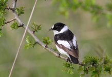 Collared Flycatcher (Ficedula albicollis)