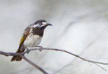 White-fronted Honeyeater (Phylidonyris albifrons) White-fronted Honeyeater