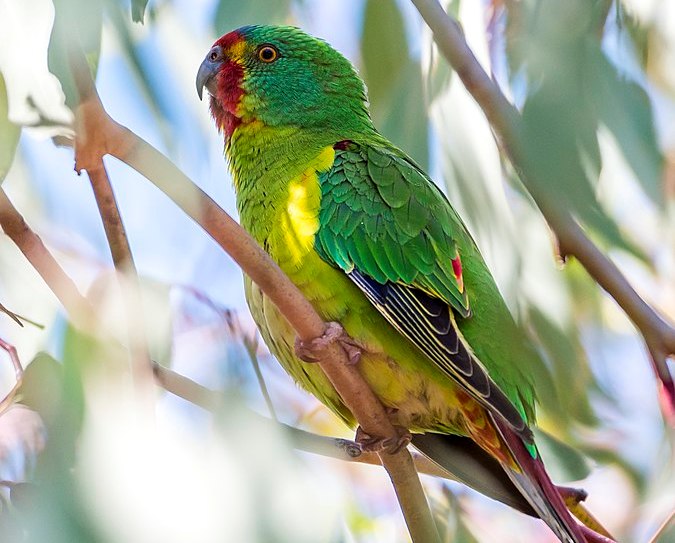 Swift Parrot contact call, usually in flight, a metallic clink-clink, repeated quickly four or five times to produce a chirruping sound.