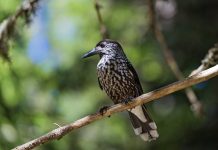 Spotted Nutcracker (Nucifraga caryocatactes)