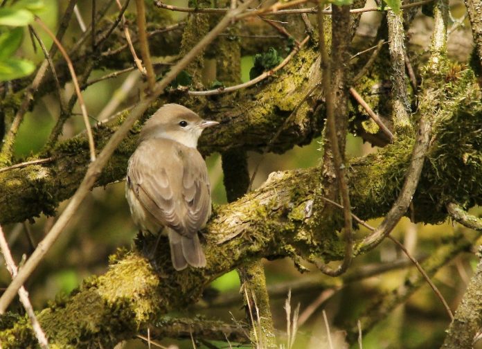 Garden Warbler's song is rich, sweet, and sustained, extremely alike to and often impossible to differentiate from some song types of Blackcap.