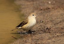Garden Warbler – A Common and Widespread Bird