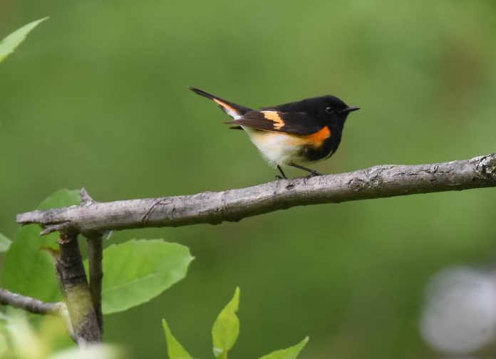 American Redstart is a transatlantic vagrant.