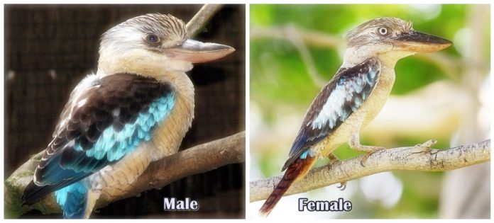 The closest relative of the Laughing Kookaburra, the Blue-winged Kookaburra (Dacelo zeachii) lives in the northern and northeastern coastal fringes of Australia as well as in New Guinea.